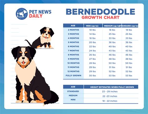 standard bernedoodle growth chart|Bernedoodle Size Chart: Growth Stages & Adult。